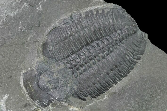 Elrathia Trilobite Molt Fossil - Utah - House Range #139709